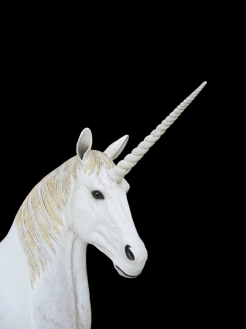 Unicorn Petting Experience